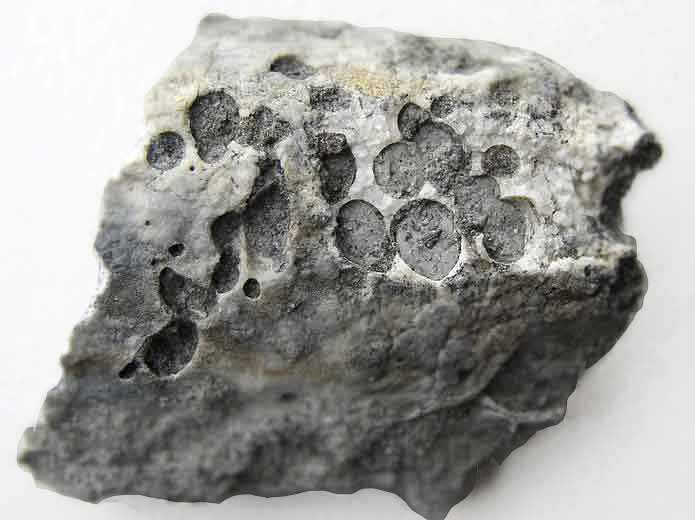 ichnofossile: biorosion de Gervilella fossile du jurassique Boulonnais